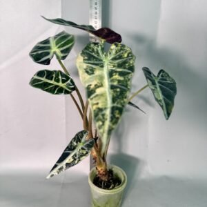 Alocasia Bambino Variegata Aurea