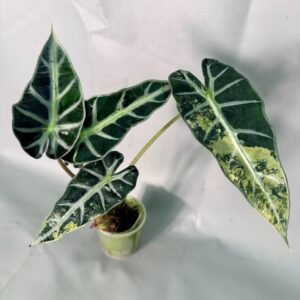 Alocasia Bambino Variegata Aurea