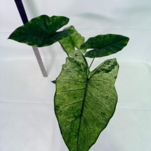 Alocasia Macrorrhiza Variegata