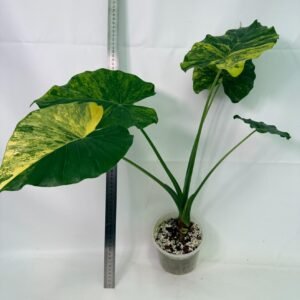 Alocasia Odora Variegata Aurea XL