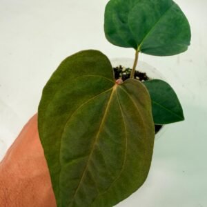 Anthurium Papillilaminum Guna Yana x Papillilaminum Fort Sherman x Dark Phoenix