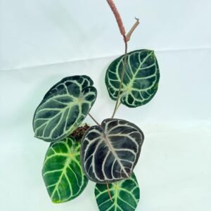 Anthurium Red Crystallinum x Silver Blush