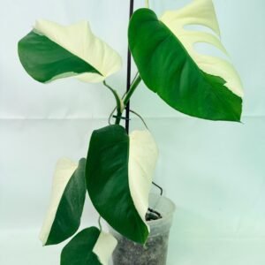 Monstera  Albo Variegata HALF MOON