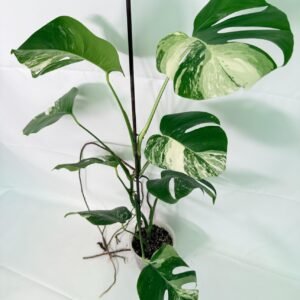 Monstera Albo Variegata XL