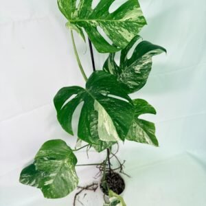 Monstera Albo Variegata XXL