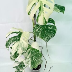 Monstera Albo Variegata XXL
