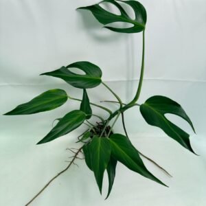 Monstera Burle Marx Flame XL