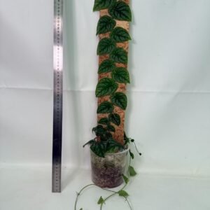 Monstera Dubia