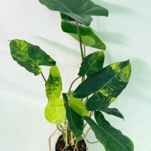 Philodendron Burle Marx Variegata