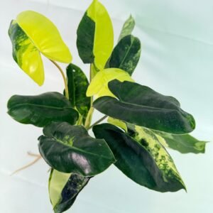 Philodendron Burle Marx Variegata