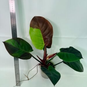 Philodendron Yellow Flame variegata