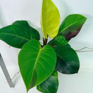 Philodendron Yellow Flame variegata